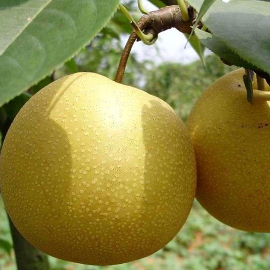 nanhui cuiguan pears.png
